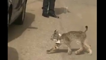 Lince en Esparragosa de Lares