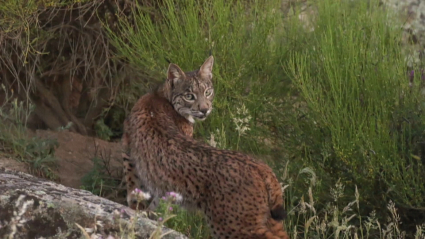 Uno de los linces que han paseado por Proserpina