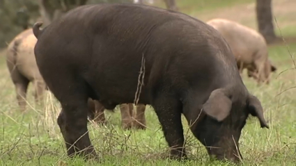 Cerdo ibérico