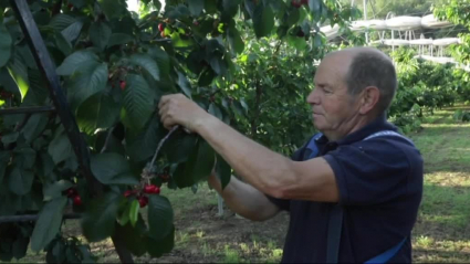 la besana fruta hueso