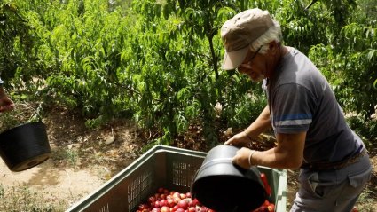 Fruta de hueso