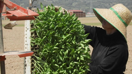 Pimentón de La Vera