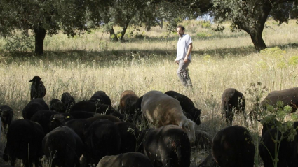 ovino ecológico