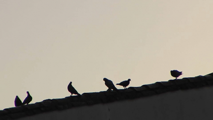 Palomas en un tejado