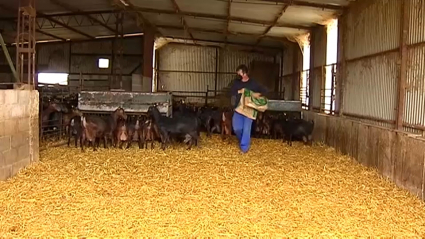 Ayudas a la ganadería en Extremadura