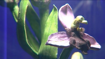 orquídea de Almaraz