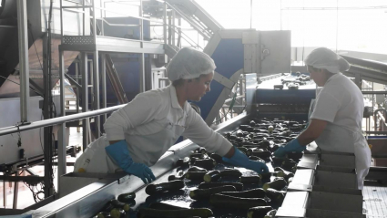 Calabacín industria