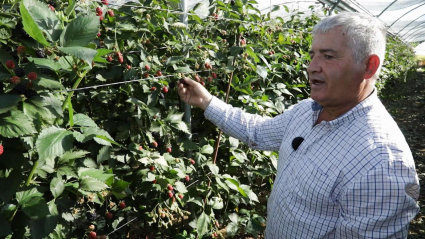frutos rojos