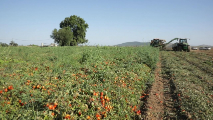Cosecha de tomate