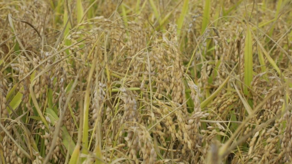 Arroz