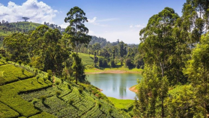 Imagen de Sri Lanka de Santos Lozano