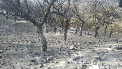 Incendio en Casas de Miravete