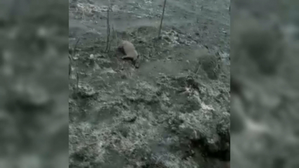 Animales muertos en los incendios