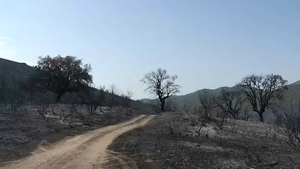 Paisaje tras un incendio