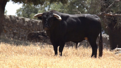Imagen de un toro en una finca de Extremadura