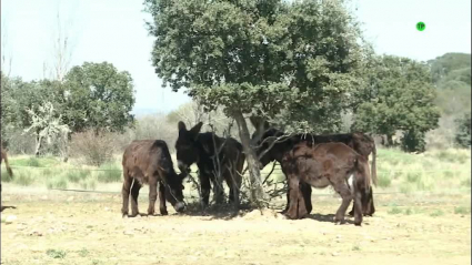 burros 