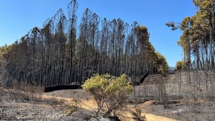 Árboles quemados en el incendio en la sierra de Gata