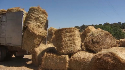 La Diputación de Cáceres reparte pacas de heno