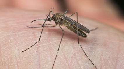 Mosquito