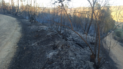 Imagen del incendio en Salvaleón