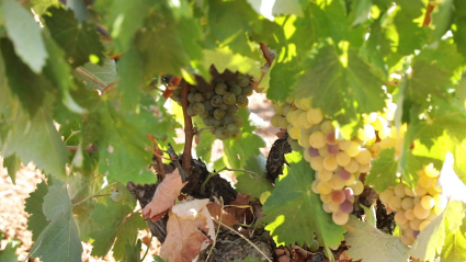 PARRAS CON UVAS