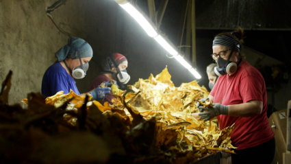 Mujeres trabajando en una fábrica de tabaco