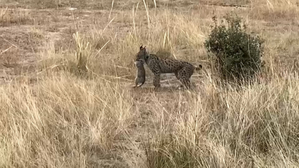 Lince atrapa a un conejo