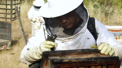 apicultura 2022