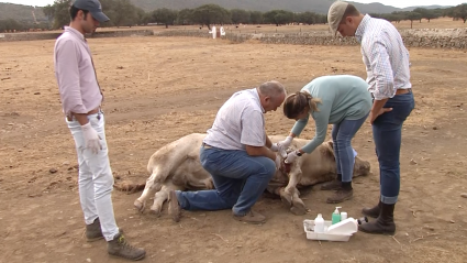 Antonio Albarrán Veterinario Canal Extremadura Tierra de Toros