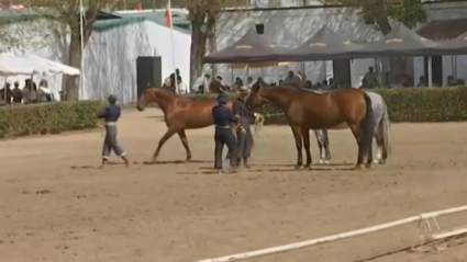 Caballos de pura raza en Zafra