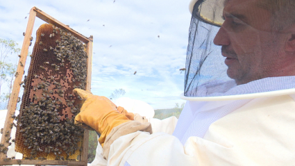 abejas en Manchita