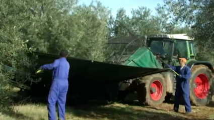 Vareo. Aceituna. Olivar. Olivos