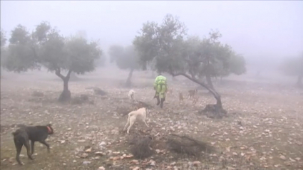 Perros de caza, cacería