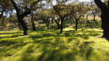 parque natural de cornalvo