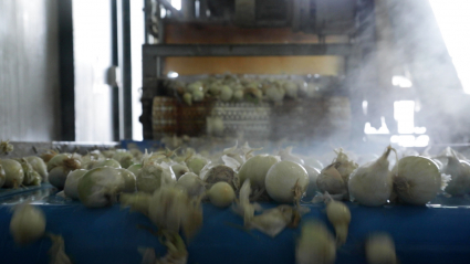 Cebollas en una fábrica