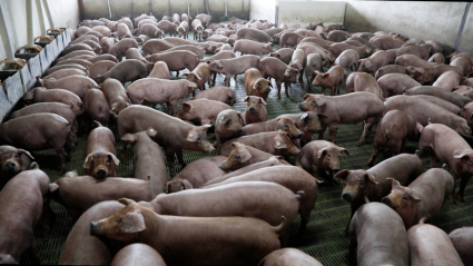 Cerdos ibéricos en una granja