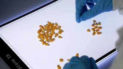 Granos de maíz en un laboratorio