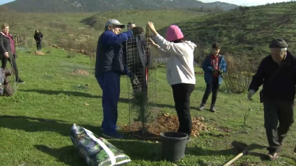 Plantación en Casas de Miravete