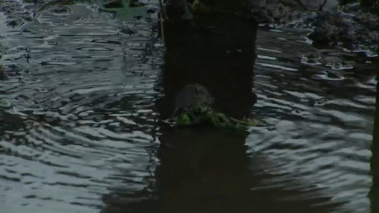 SORPRENDENTES IMÁGENES DE LA LLUVIA EN EXTREMADURA