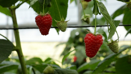 Frutos rojos en un invernadero