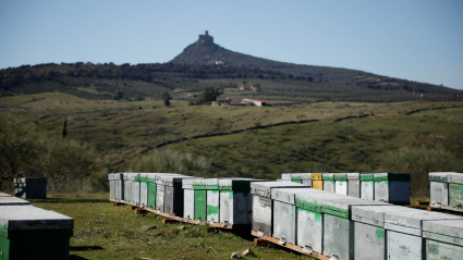 Colmenas en una finca