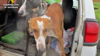 Caza furtiva con galgos