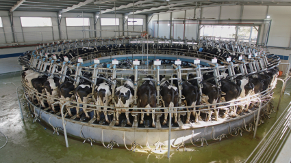 Vacas de leche en una granja