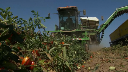 El tomate, clave para que Extremadura sea la 6ª región con mayor potencial en biometano