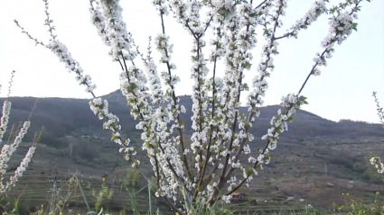 Cerezo en flor