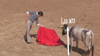 Vaca Brava Tentadero Tienta Ganadería Antonio Román Tierra de Toros Canal Extremadura