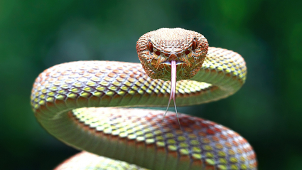 serpientes venenosas Muchobicho