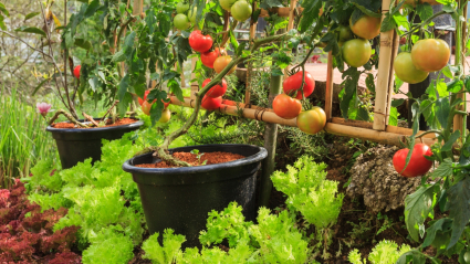tomates