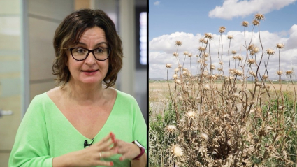  Mª Dolores Osuna,  investigadora del Cicytex sobre el control de malas hierbas