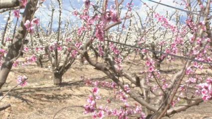 Frutales en flor